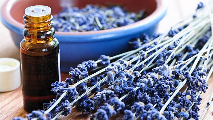 an essential oil bottle and a lavender plant