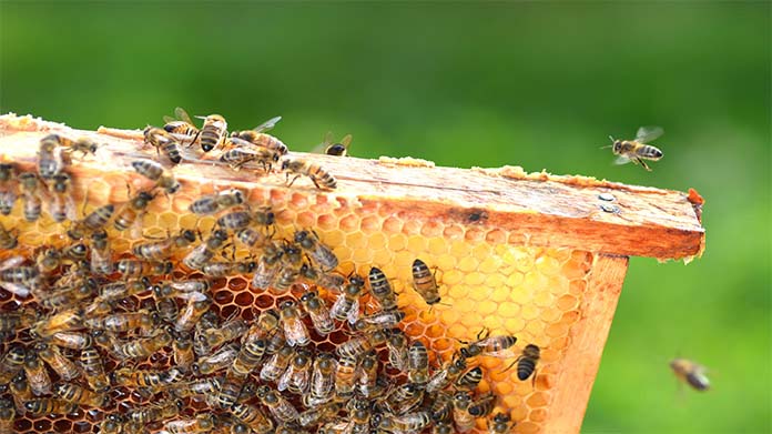 Beekeeping business