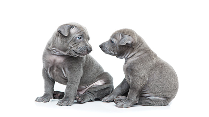 Dog breeding business