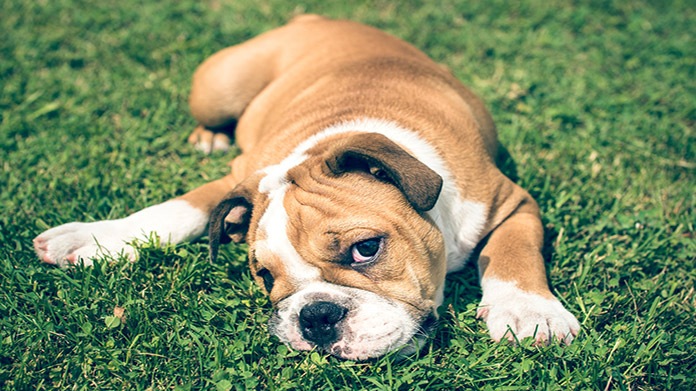 A bulldog lying on the grass