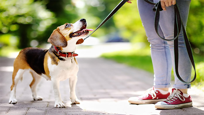 A dog on a leash looking up at their walker