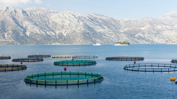 Fish farm