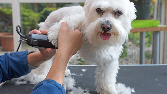 Dog grooming