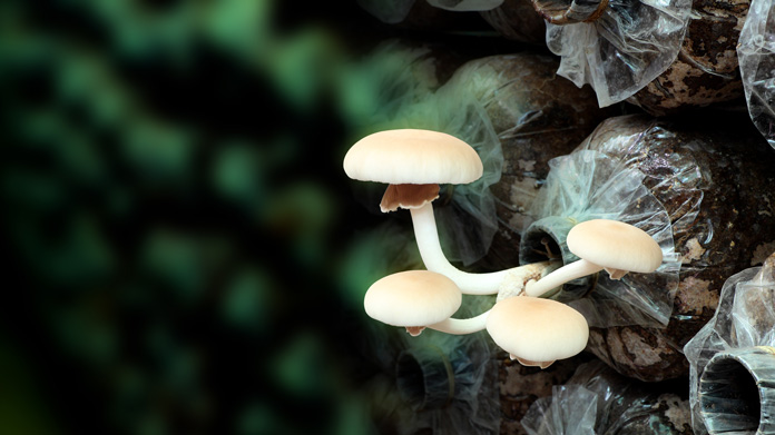 Mushroom farm