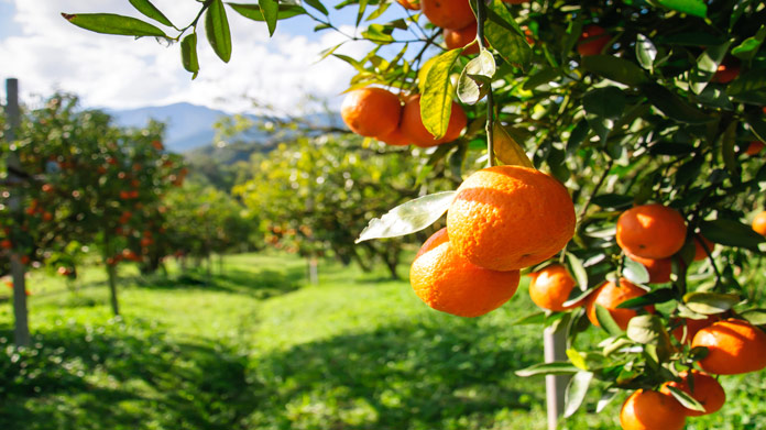 Orchard