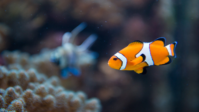 Pet fish store