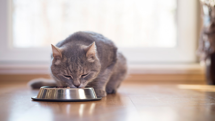 Pet food business