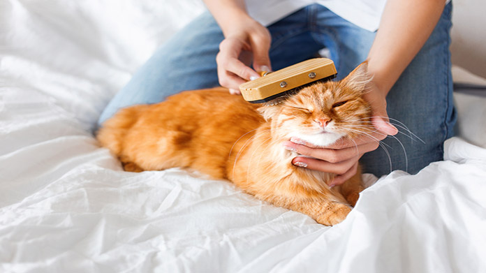 Pet grooming business