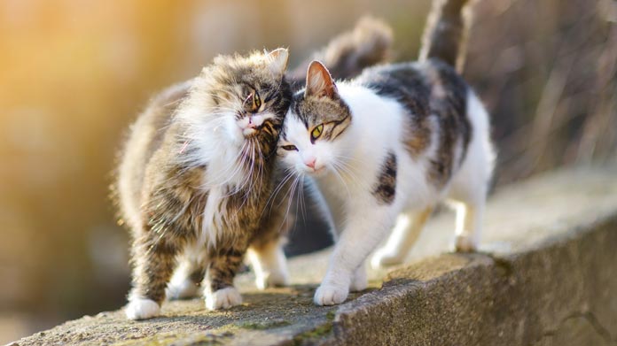 Two photogenic cats rubbing heads together