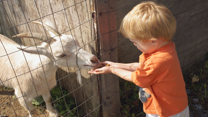 A child feeding a goat