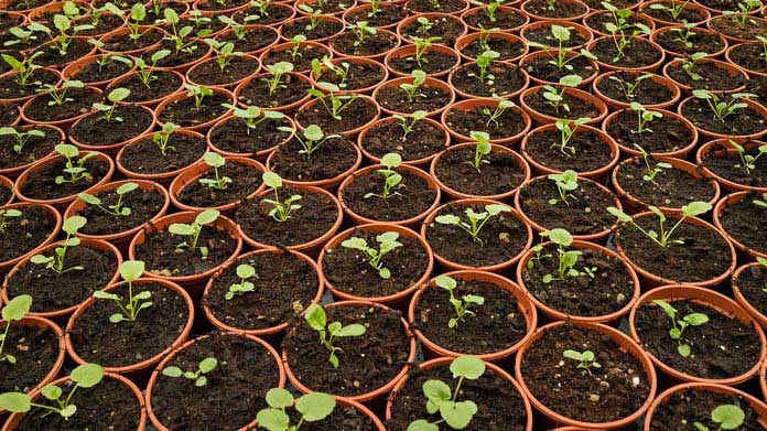 Plant nursery