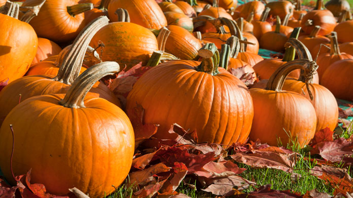 pumpkins in a pumpkin patch