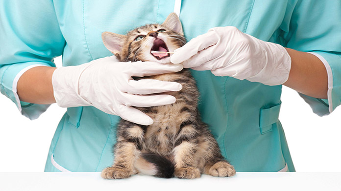 Veterinary clinic